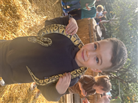 ריי פיטלוביץ